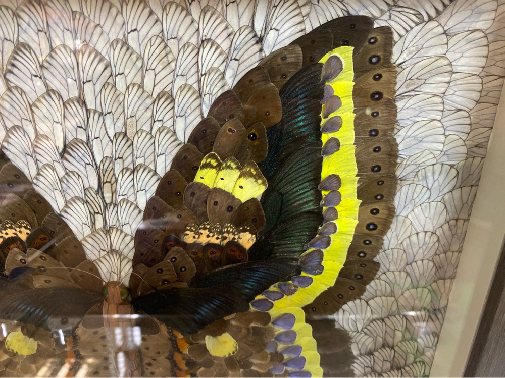 Сибирская бабочка