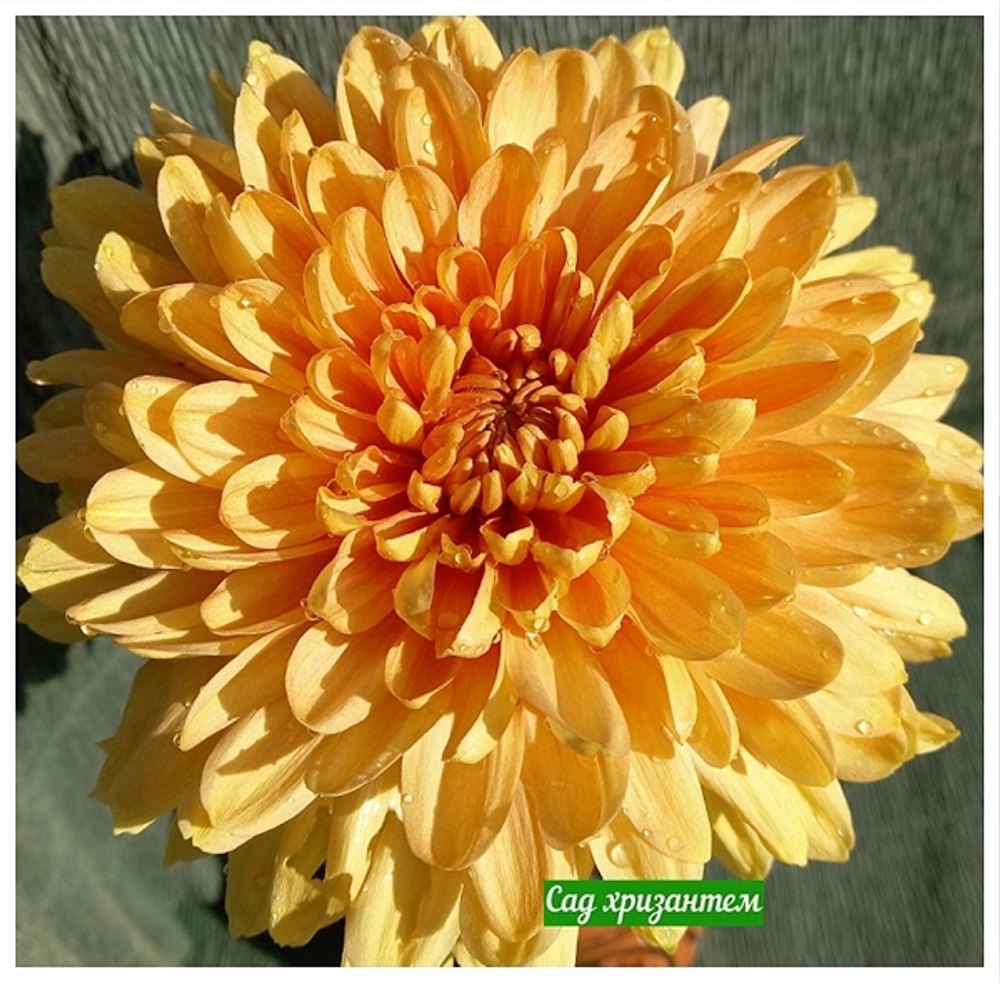 Хризантема Tuvalu🌼 о.4