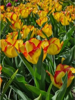 Тюльпаны Ghost Town 4 шт, набор луковиц