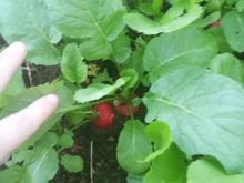 СЕЛЕСТА F1 семена редиса (Enza Zaden | Alexagro)