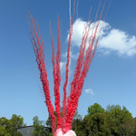 СУ0502512 Дневной веерный салют "PIROFF Fireworks" (1,2" х 25 залпов)