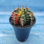 Gymnocalycium Variegata (Гимнокалициум Вариегатный)