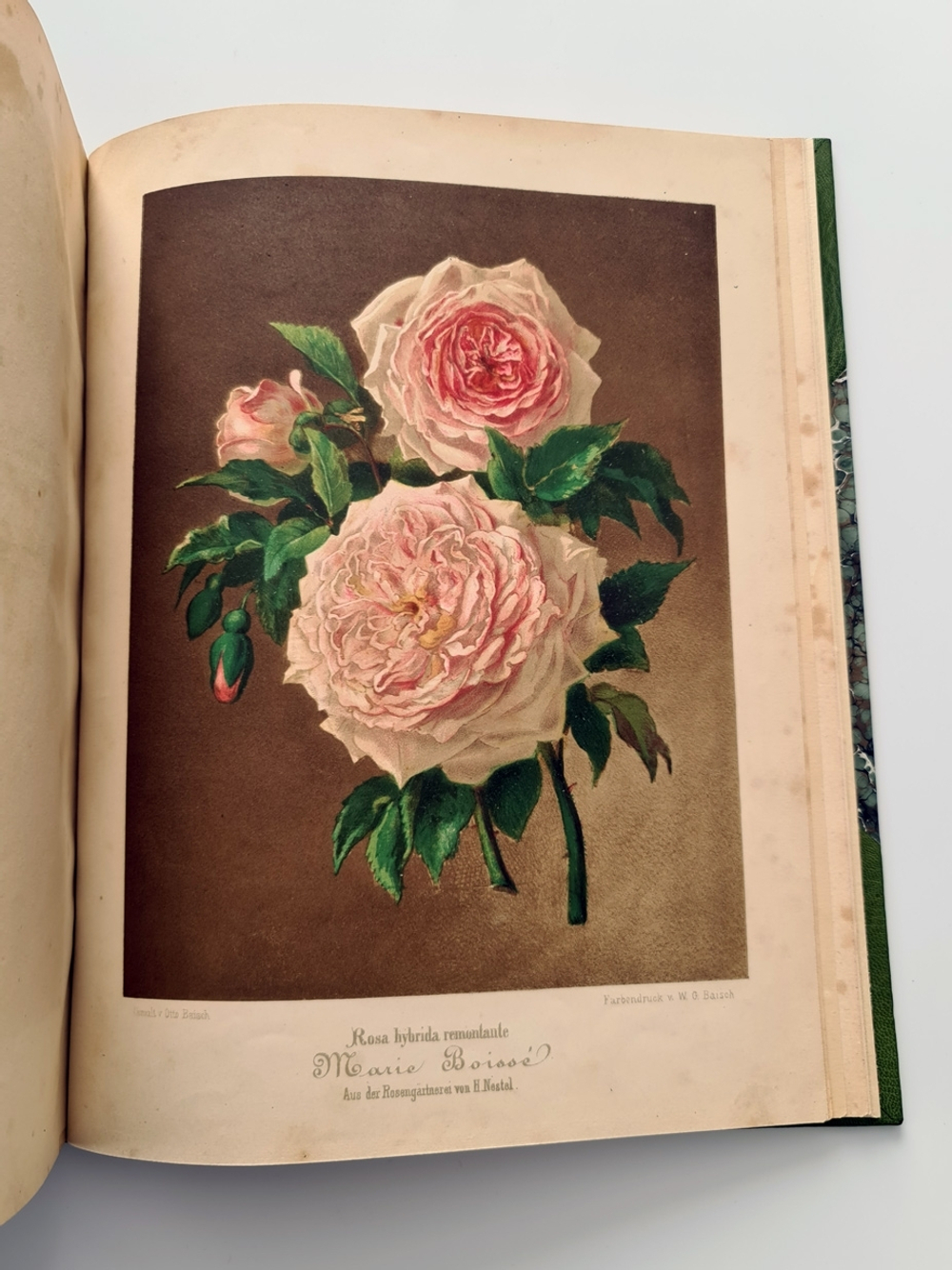 "Nestel`s Rosengarten. [  Сад роз Нестела]". E. Schweizerbartsche Verlagshandlung. 1869г.