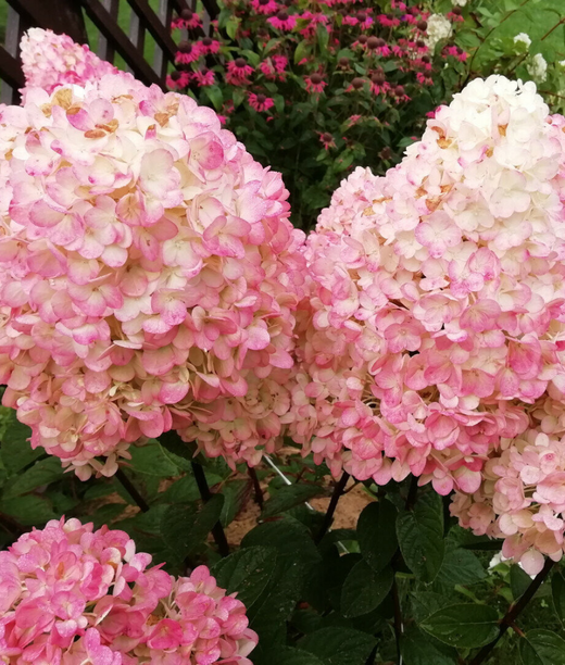 Гортензия метельчатая Мэджикал Свит Саммер (3/6веток) Закупка М59 апрель 2026