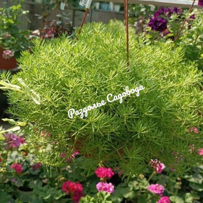 Седум мексиканский Лемон Коралл