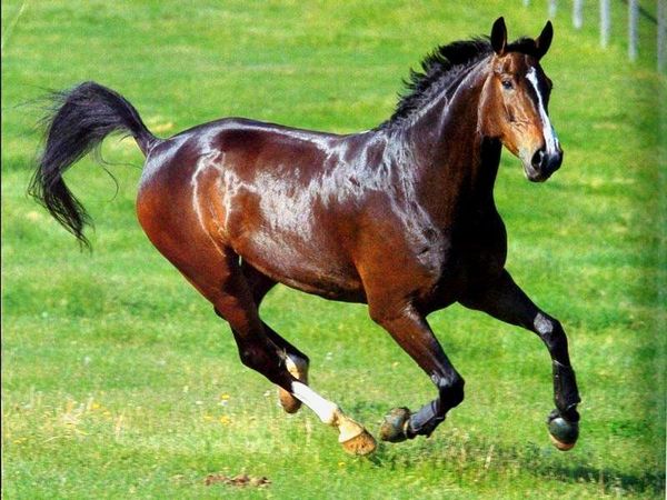 Самые-самые – или  это  все о лошадях