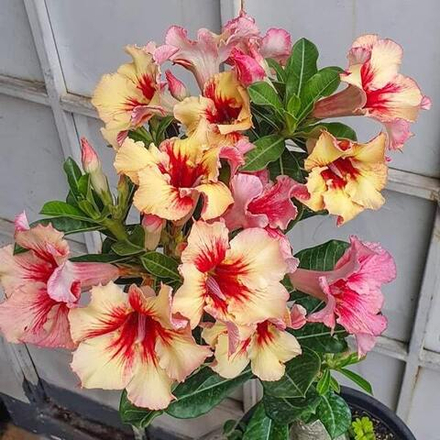 Адениум обесум 338 X130