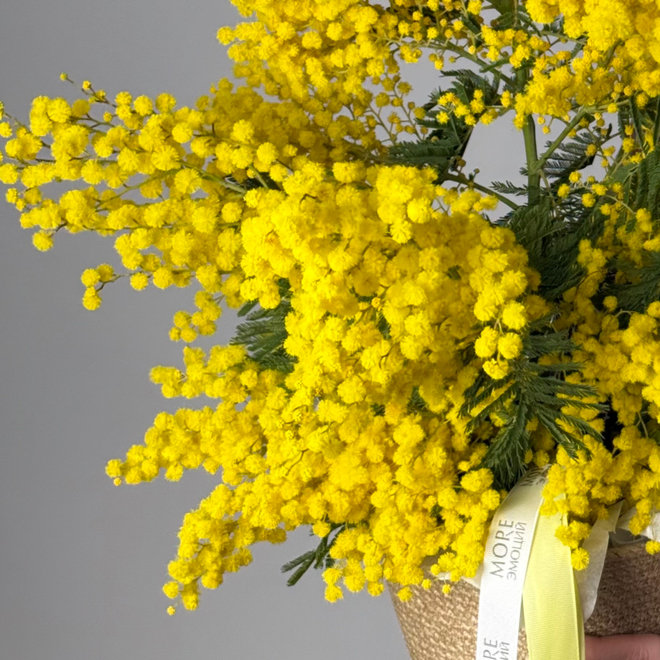 Композиция с мимозой в плетенном кашпо