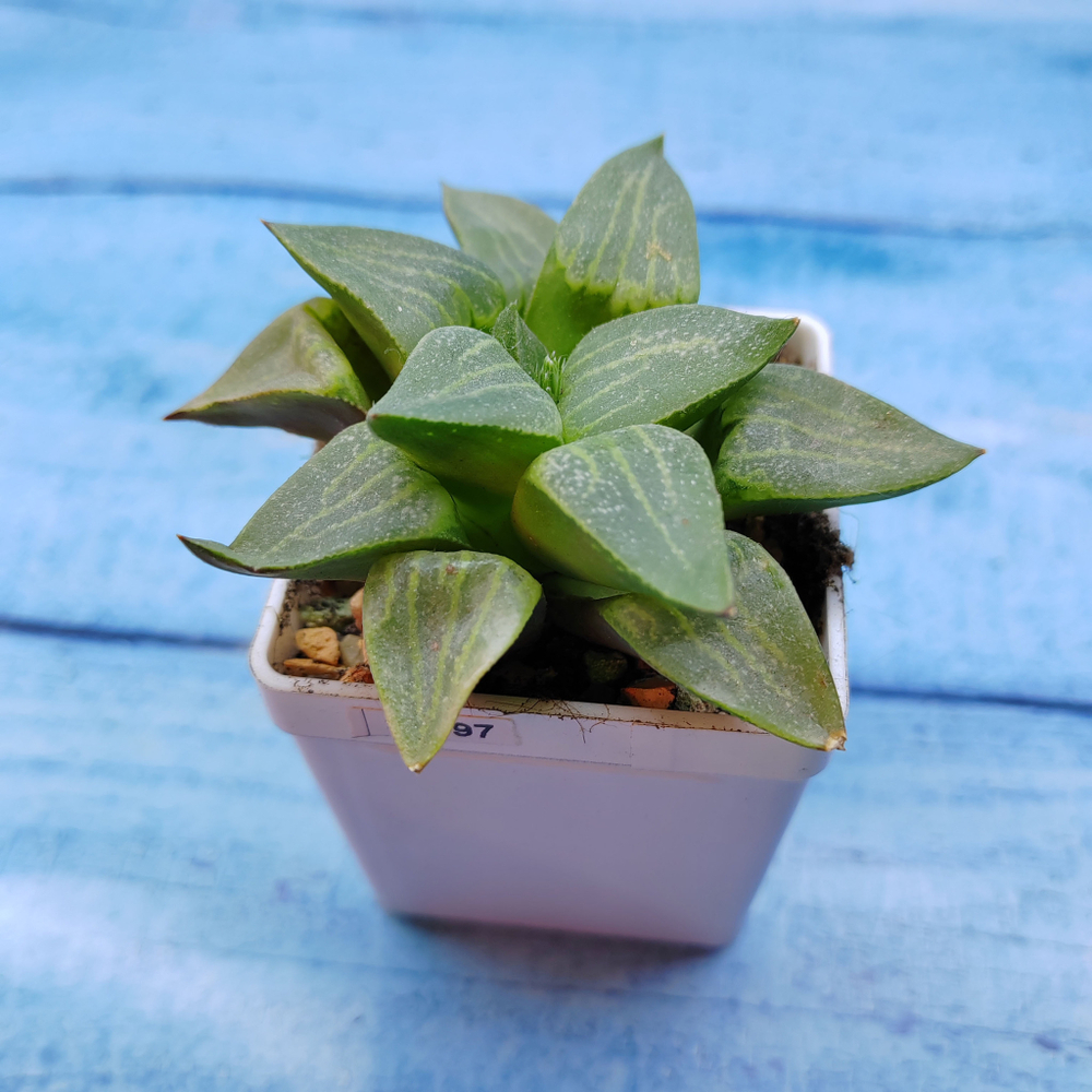 Haworthia Comptoniana Hybride hybrid (Хавортия)