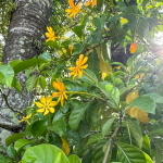 Гардения килеватая – Gardenia caritana