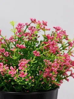 Бонсай в горшке "Трава в посыпке" 10*20 см, микс