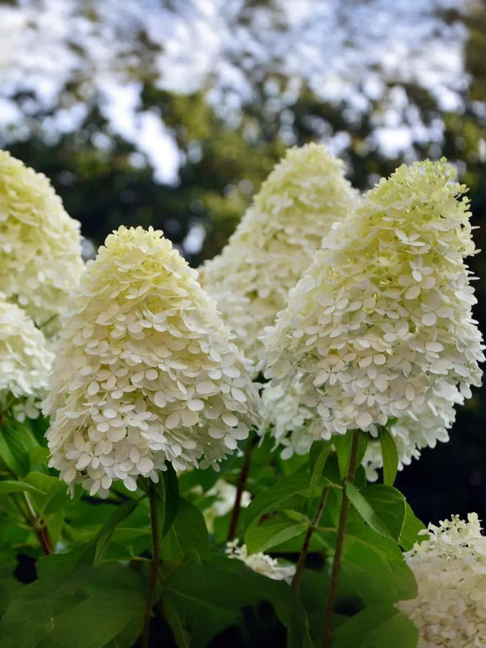 Гортензия метельчатая Фантом