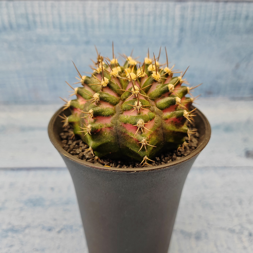 Gymnocalycium T-Rex Pink hybride (Гимнокалициум T-rex)