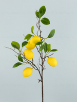 Ветка Лимон Египетский