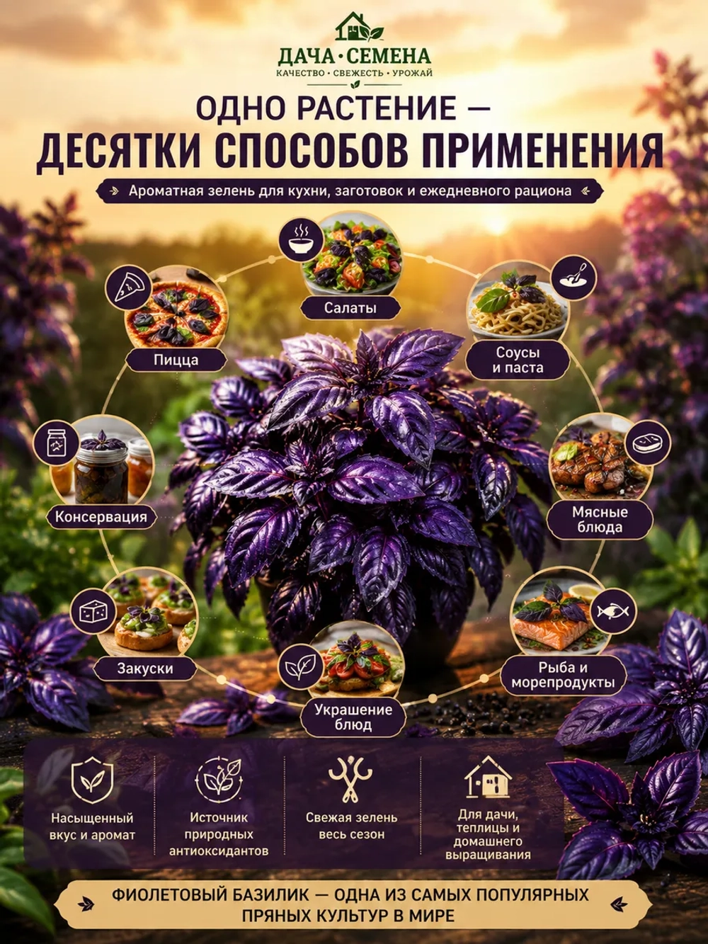 Базилик фиолетовый семена