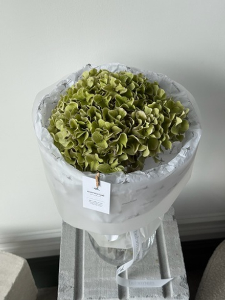 Букет из зеленой гортензии 1 шт