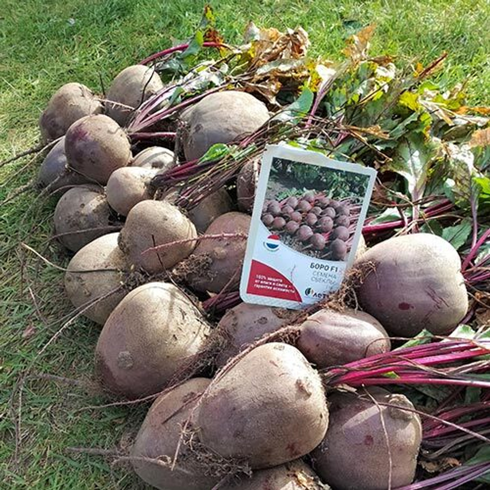 Cемена свеклы столовой, Боро F1, Bejo, 1 гр.