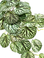 Камнеломка зеленая куст 45 см.