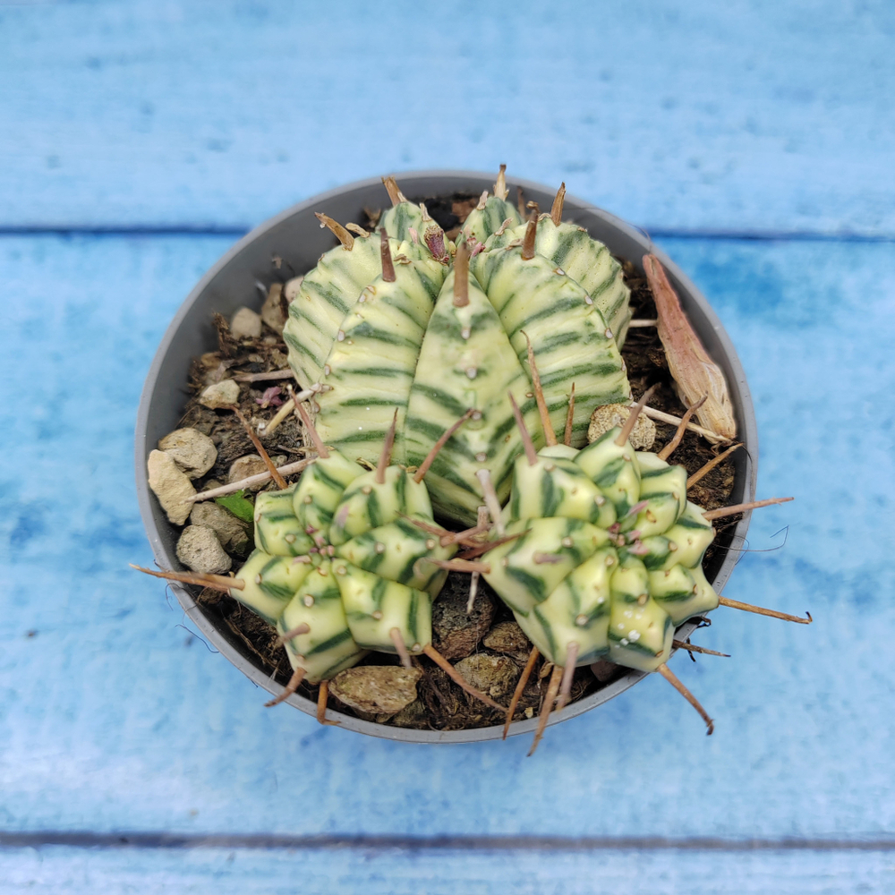 Euphorbia meloformis f. Variegated (Эуфорбия вариегатная)