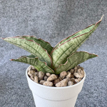 Сансевиерия PHARAOH