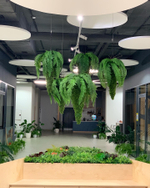 20.05. Озеленение искусственными растениями офисного пространства "Фонда развития бизнеса Краснодарского края в инновационном центре "Аквариум"