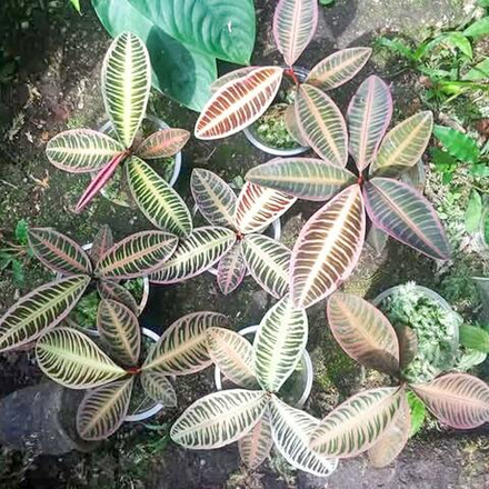 Ардизия EMBLEMANTHA 02