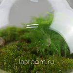 Флорариум эко-система Bubble Аспарагус