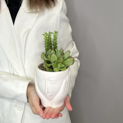 Композиция из суккулентов «Лори»