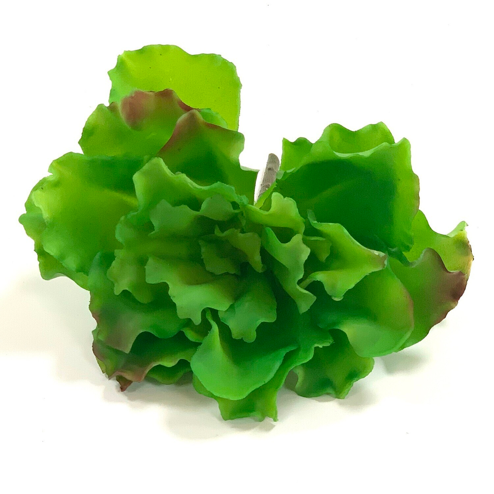 Суккулент капуста