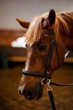 Horse Party
