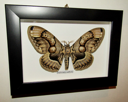 Бабочка Brahmaea wallichii в рамке