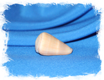 Конус флавидус, Conus flavidus. Купить