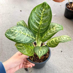 Аглаонема YOK SEDTHEE