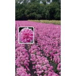 Семена Астра Розовая Россыпь - воронежская 0,2гр (УД) Е/П