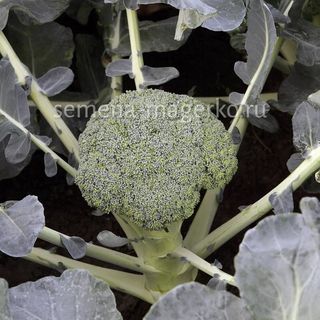 Капуста брокколи Бести F1 2500 (семян)