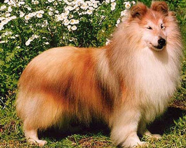 Шелти (шетландская овчарка)