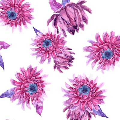 Сиреневые акварельные астры