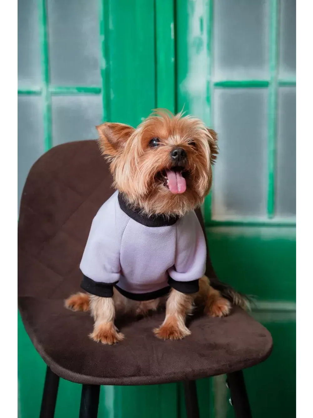 Толстовка для собак и кошек