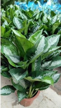 Диффенбахия Silver Bay д.21