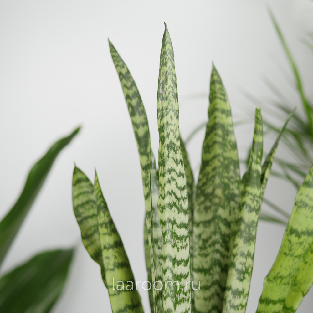 Сансевиерия Зейланика 12/40