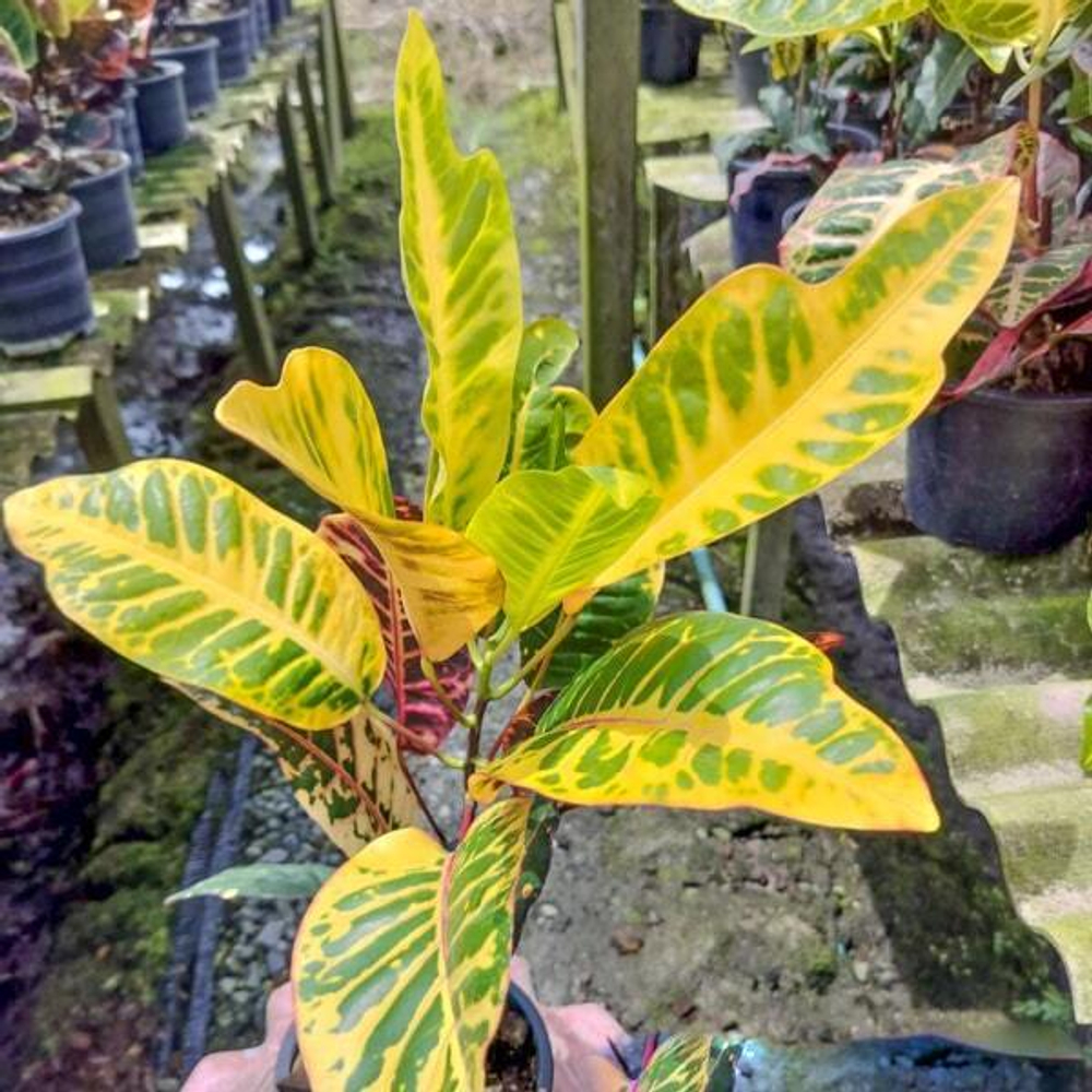 Кротон SEDTHEE MUEANG KHON