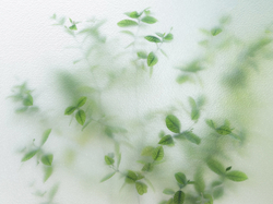 Коллекция FRAME 19