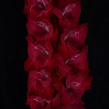 Гладиолус крупноцветковый Марафон