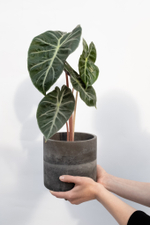 Alocasia Pink Dragon с розовыми черешками