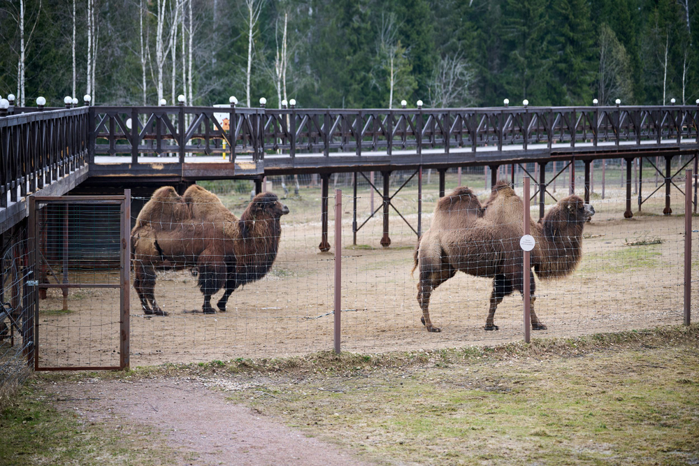 Праздник в стиле Гжель