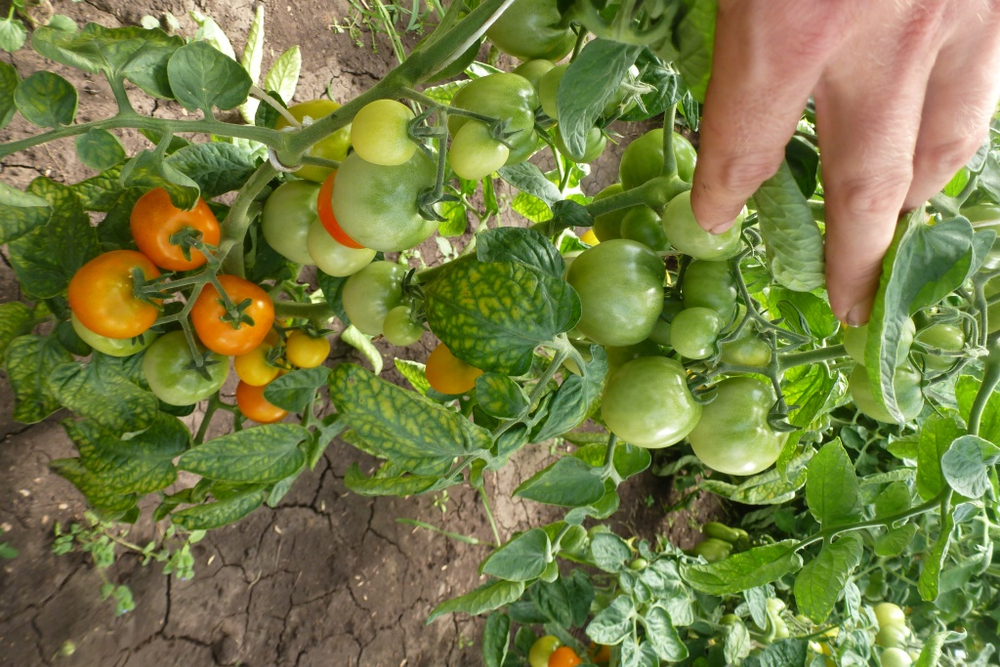 Помидоры — Ola Polka – Оля Полька