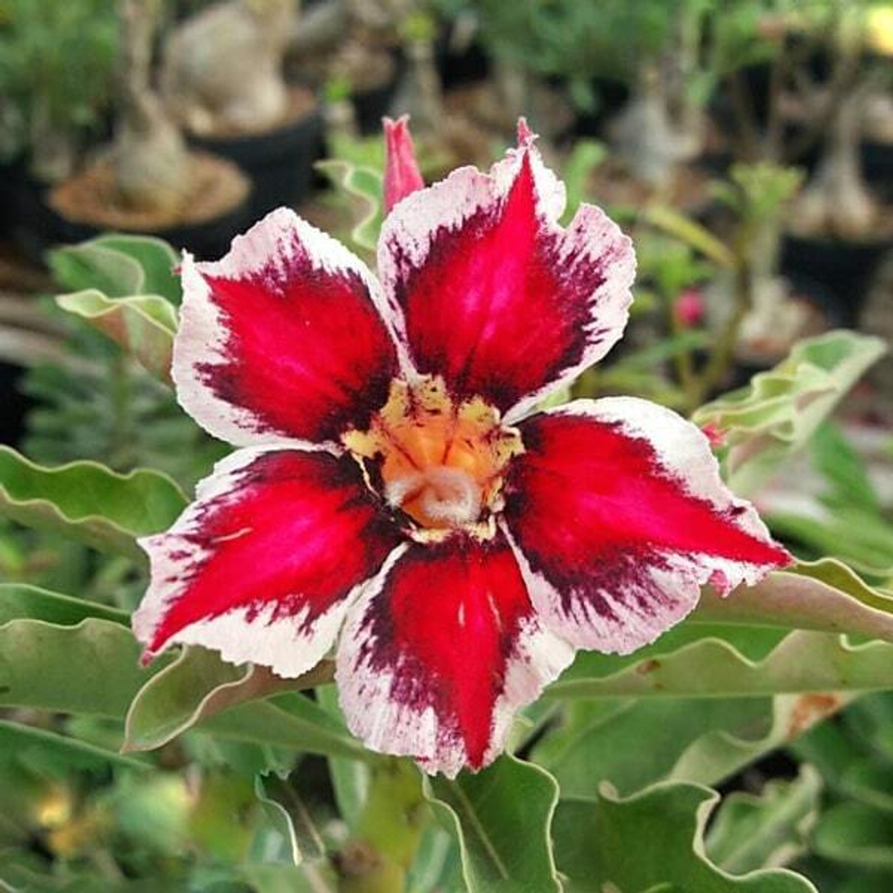 Адениум JYOTIKA