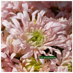 Корейская хризантема Розовый шик ☘ з.2 (отгрузка Август)