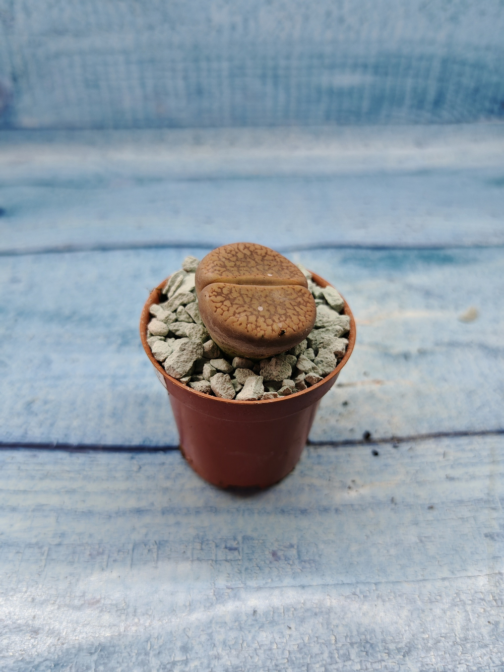Lithops sp. (Литопсы)
