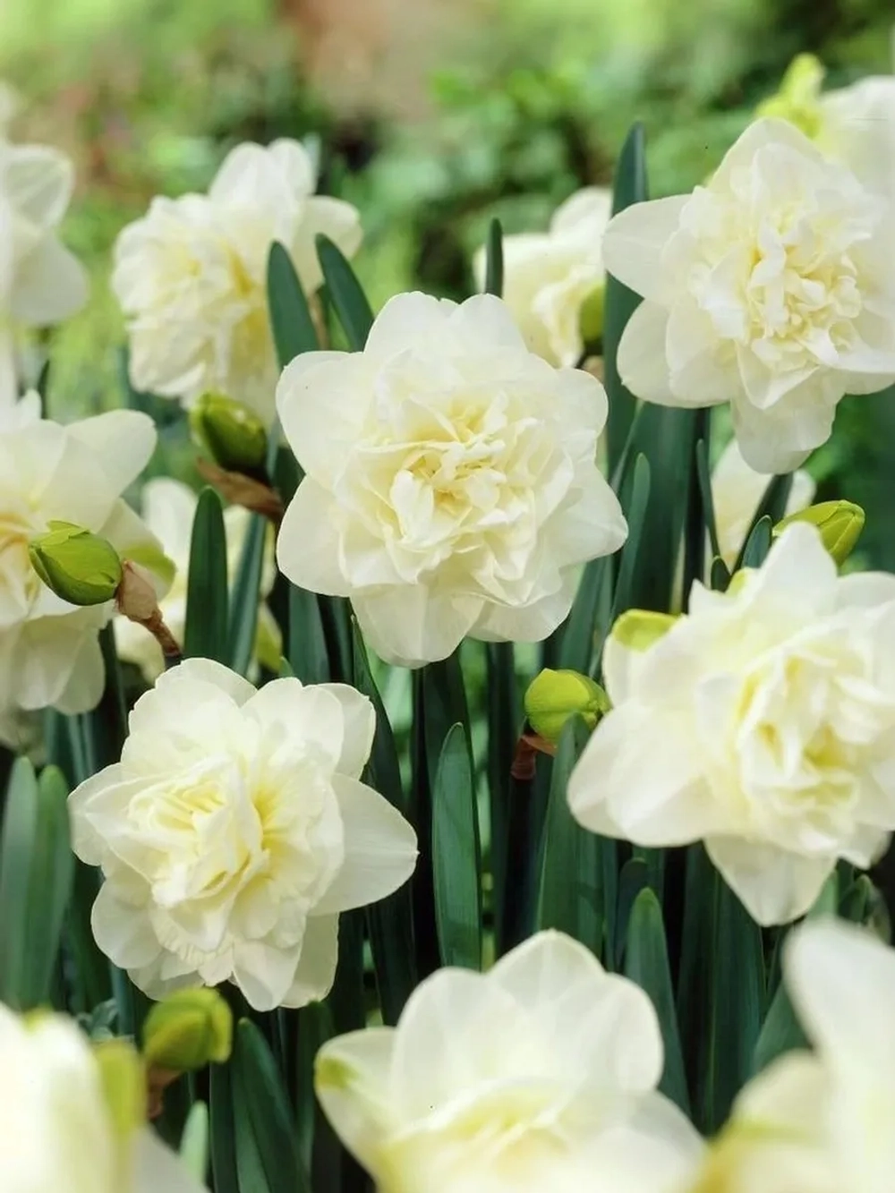 Нарцисс Махровый Обдам